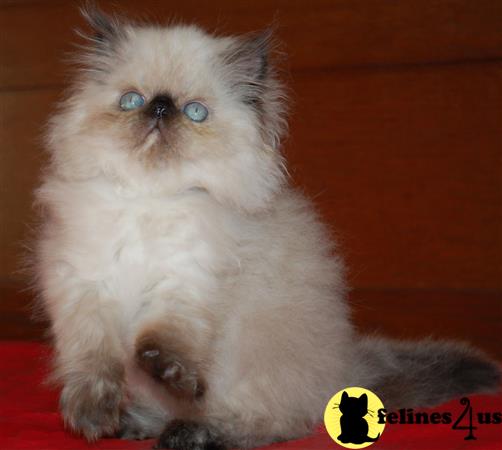 Pennyshaffer Picture 3